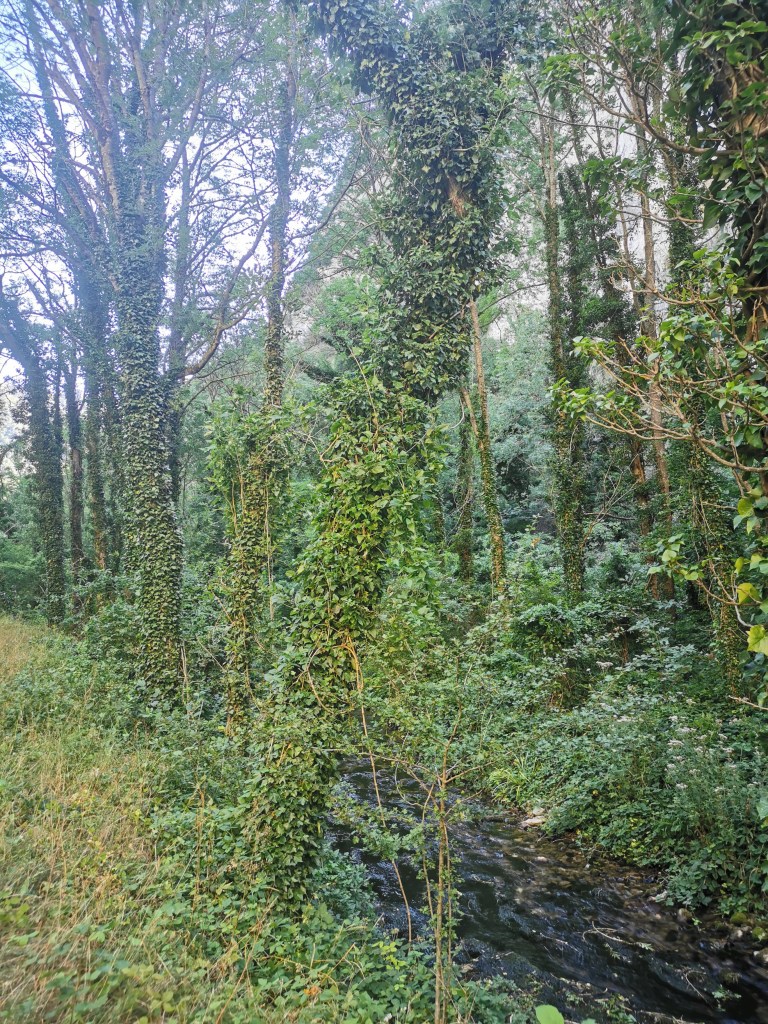 © C. Audigier - Forêt de Saou3 Drôme